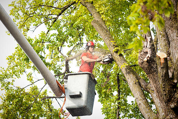 Best Tree Cutting Near Me  in Laguna Beach, CA